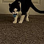 animal, blue_toy, carpet, cat, closeup, door, feline, grainy, indoor, low_light, paws, pet, playing, portrait, screenshot, standing, tuxedo_cat, ui_buttons, video_timeline, whiskers