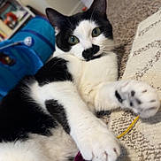 Oreo joined the competition — help win amazing prizes! cat, black_and_white, pet, indoor, carpet, paws, fur, playful, relaxed, toy, close_up, domestic_animal, whiskers, green_eyes, cute, feline, floor, home, curious, resting