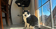 Oreo joined the competition — help win amazing prizes! bar_stool, black_and_white_cat, cat, cozy, glass_reflection, indoor, looking_at_camera, outdoor_tree, pet, porch, shadow, sitting, sliding_door, sunbeam, sunlight, tile_floor, tuxedo_cat, whiskers, window, wooden_chair