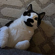 Oreo is registered to the contest to win money with this photo: belly, black_and_white_cat, carpet, cat, close_up, cute, ears, feline, fur, indoor, laying_down, patterned_rug, paws, pet, portrait, relaxed, rug, surprised, whiskers, wide_eyes