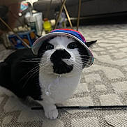 Oreo is registered to the contest to win money with this photo: animal, black_and_white, bucket_hat, carpet, cat, close_up, cozy, curious, cute, domestic, feline, floor, furniture, hat, household, indoor, living_room, pet, portrait, whiskers