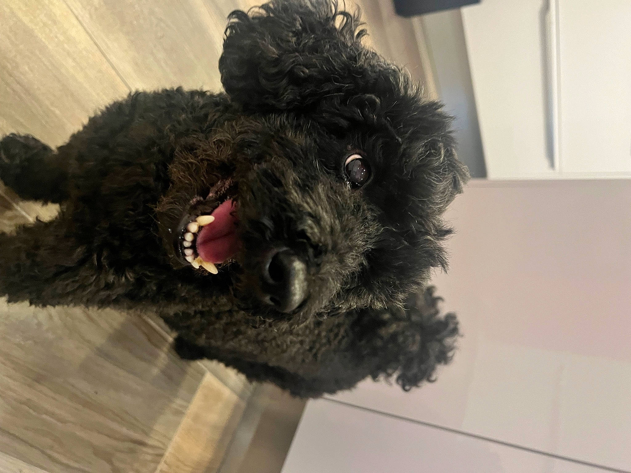 Gwendal a rejoint le concours — aidez-le/la à gagner de superbes lots ! canidae, carnivore, collar, companion_dog, dog, dog_breed, dog_collar, event, fur, natural_material, pet_supply, poodle, snout, sporting_group, terrestrial_animal, terrier, toy, toy_dog, water_dog, working_animal