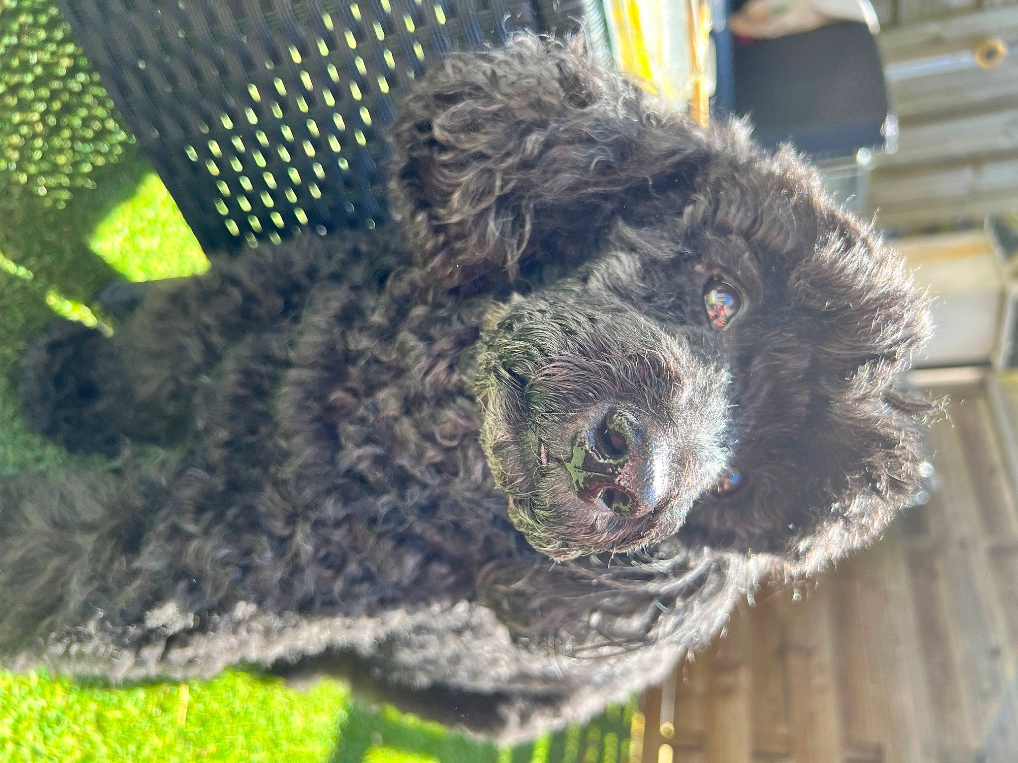 Gwendal participe au concours pour gagner de l'argent avec cette photo : canidae, carnivore, companion_dog, dog_breed, fence, fur, grass, mesh, sheep, snout, sporting_group, terrestrial_animal, toy, tree, water_dog, wildlife, wire_fencing, wool, woolen, working_animal