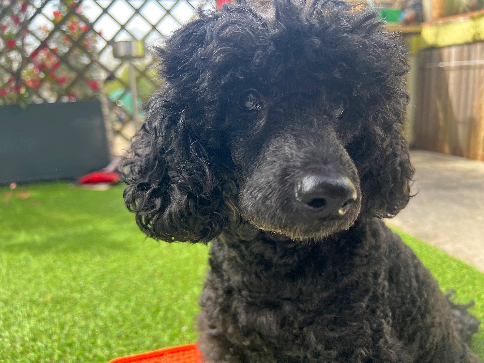 Gwendal participe au concours pour gagner de l'argent avec cette photo : canidae, carnivore, collar, companion_dog, dog, dog_breed, dog_collar, fence, fur, giant_dog_breed, grass, poodle, snout, sporting_group, standard_poodle, terrestrial_animal, terrier, toy_dog, water_dog, working_animal