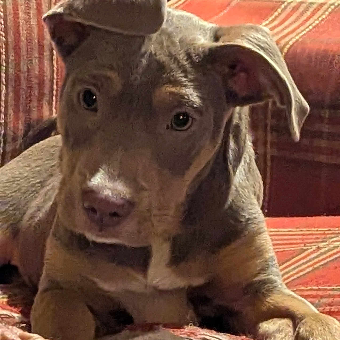 Zephyr is registered to the contest to win money with this photo: animal, ball, bulldog, canine, chair, couch, cushion, dog, furniture, homedecor, hound, indoors, pet, pig, pitbull, puppy, snout, sport, tennis, tennisball