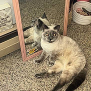 Sapphire joined the competition — help win amazing prizes! cat, siamese_cat, mirror, carpet, indoor, reflection, pet, feline, animal, relaxed, lying_down, hair_accessories, container, pink_frame, flash, eyes_glowing, cozy, domestic, closeup, floor
