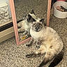 cat, siamese_cat, mirror, carpet, indoor, reflection, pet, feline, animal, relaxed, lying_down, hair_accessories, container, pink_frame, flash, eyes_glowing, cozy, domestic, closeup, floor