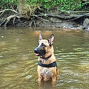 Upy a rejoint le concours — aidez-le/la à gagner de superbes lots ! animal, calm, canine, collar, daylight, dog, ears_up, forest, german_shepherd, greenery, harness, nature, outdoor, river, roots, standing, tongue_out, tree, water, wet