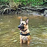 animal, calm, canine, collar, daylight, dog, ears_up, forest, german_shepherd, greenery, harness, nature, outdoor, river, roots, standing, tongue_out, tree, water, wet