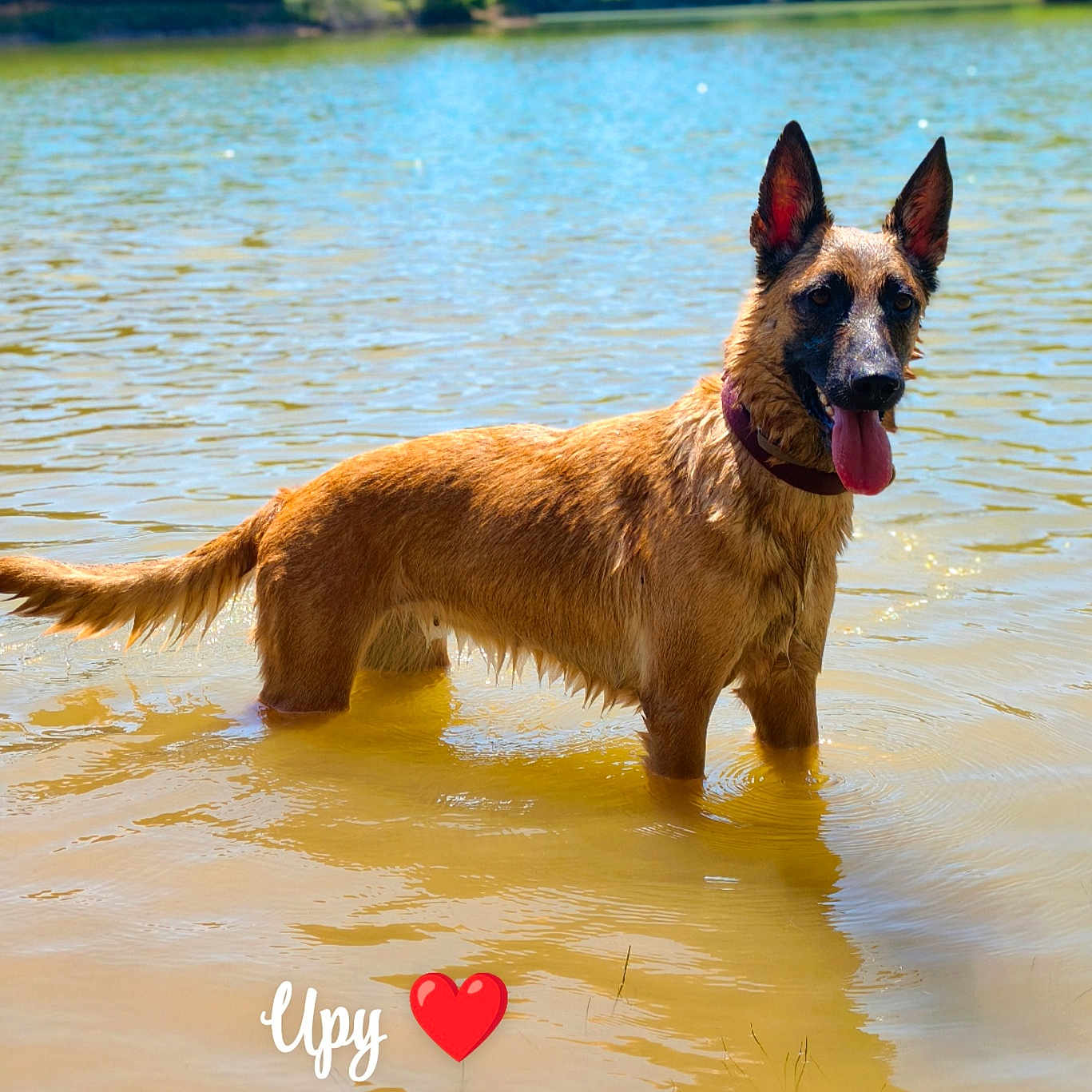 Upy a rejoint le concours — aidez-le/la à gagner de superbes lots ! animal, canine, collar, daylight, dog, ears_up, happy, lake, nature, outdoor, pet, playful, reflection, standing, summer, sunny, tongue_out, trees, water, wet