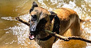 Upy a rejoint le concours — aidez-le/la à gagner de superbes lots ! active, animal, brown, canine, dog, energetic, fetch, happy, nature, outdoor, pet, playful, river, running, splash, stick, summer, sunlight, water, wet
