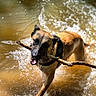 active, animal, brown, canine, dog, energetic, fetch, happy, nature, outdoor, pet, playful, river, running, splash, stick, summer, sunlight, water, wet