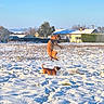 Upy participe au concours pour gagner de l'argent avec cette photo : animal, blue_sky, child, cold, daylight, dog, field, fun, grass, house, jumping, landscape, leisure, nature, outdoor, pet, playing, snow, sunny, winter