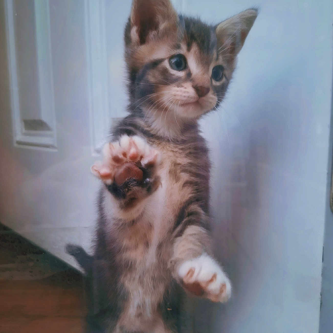 Dc is registered to the contest to win money with this photo: abyssinian, animal, cat, hardwood, kitten, manx, pet, wood