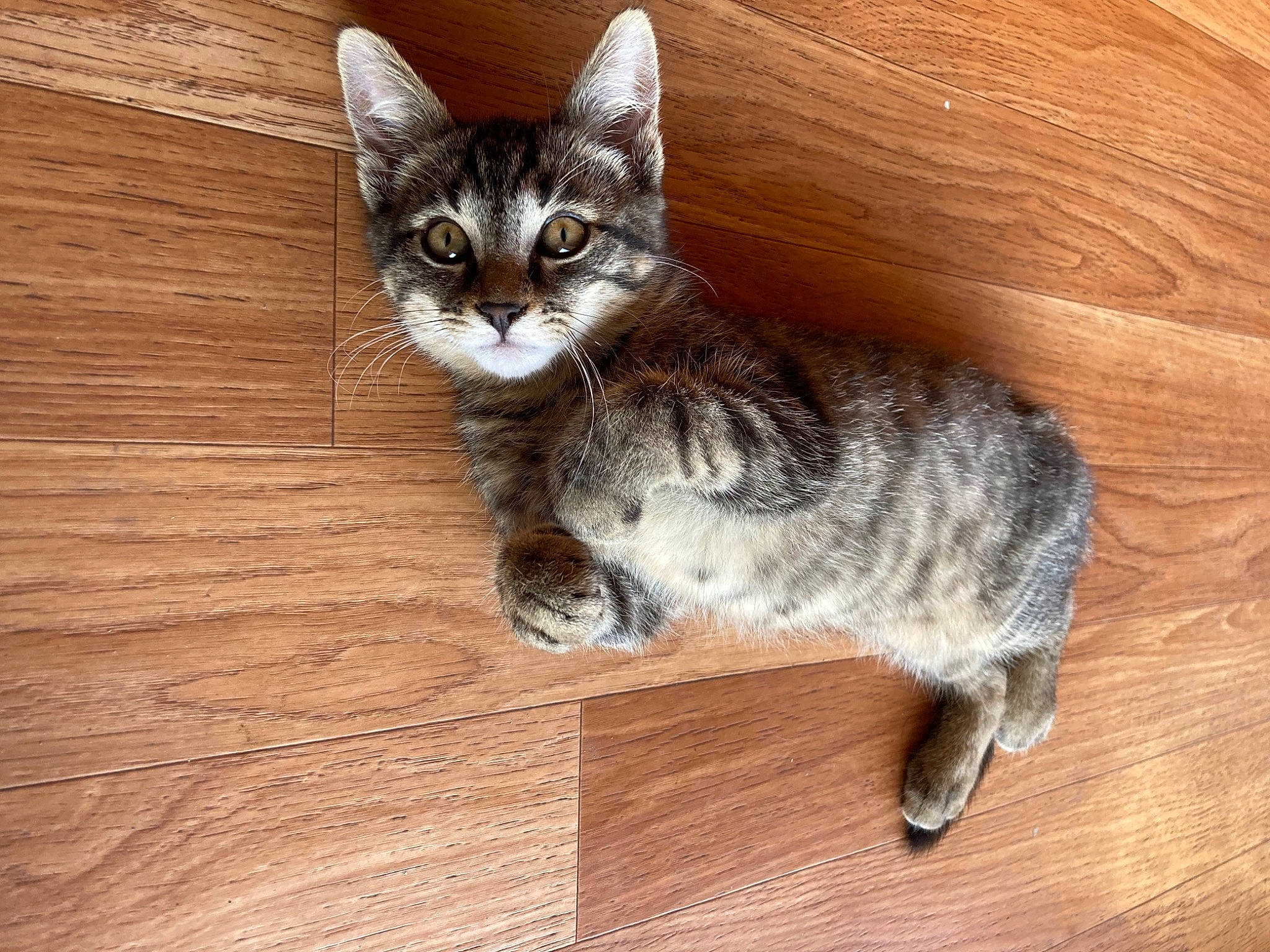 Monsieur Chat participe au concours pour gagner de l'argent avec cette photo : carnivore, cat, claw, domestic_short_haired_cat, felidae, flooring, fur, hardwood, paw, plank, sitting, small_to_medium_sized_cats, snout, tail, varnish, whiskers, wood, wood_flooring, wood_stain