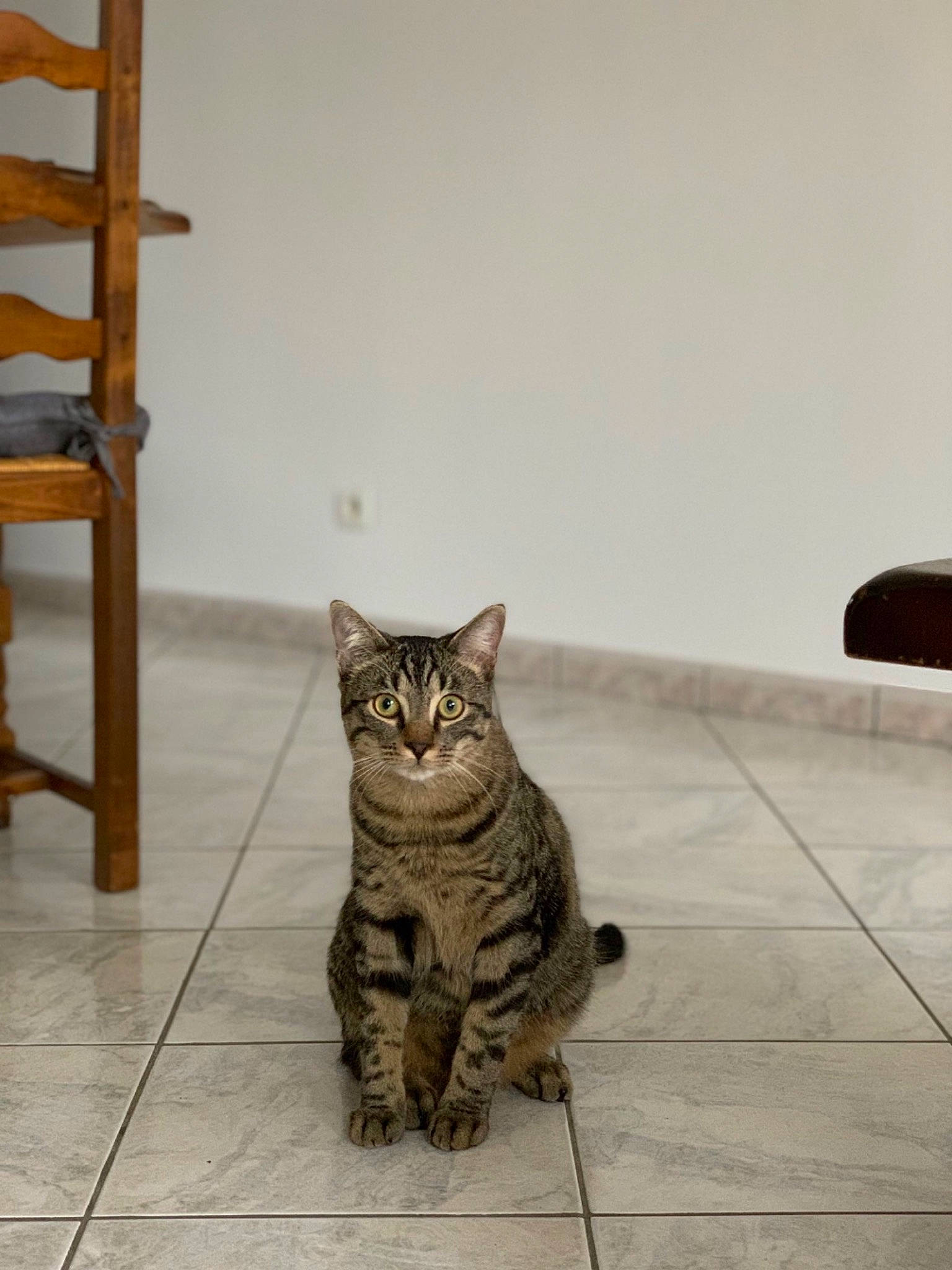 Monsieur Chat a rejoint le concours — aidez-le/la à gagner de superbes lots ! carnivore, cat, door, eye, fawn, felidae, floor, flooring, grey, hardwood, leg, road_surface, shelf, small_to_medium_sized_cats, snout, table, tail, whiskers, window, wood