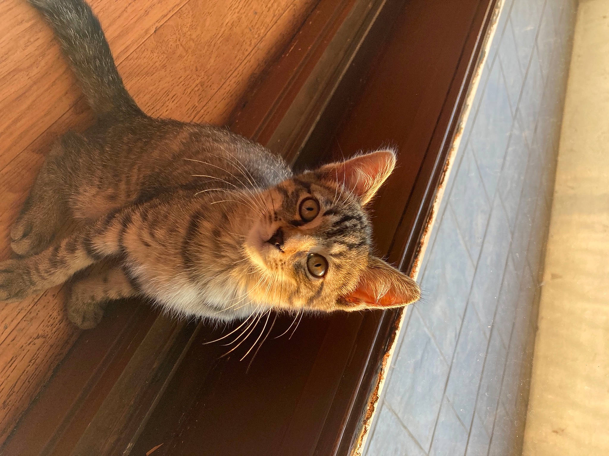 Monsieur Chat participe au concours pour gagner de l'argent avec cette photo : carnivore, cat, claw, comfort, domestic_short_haired_cat, door, felidae, flooring, fur, hardwood, plank, small_to_medium_sized_cats, snout, tail, terrestrial_animal, varnish, whiskers, window, wood, wood_stain