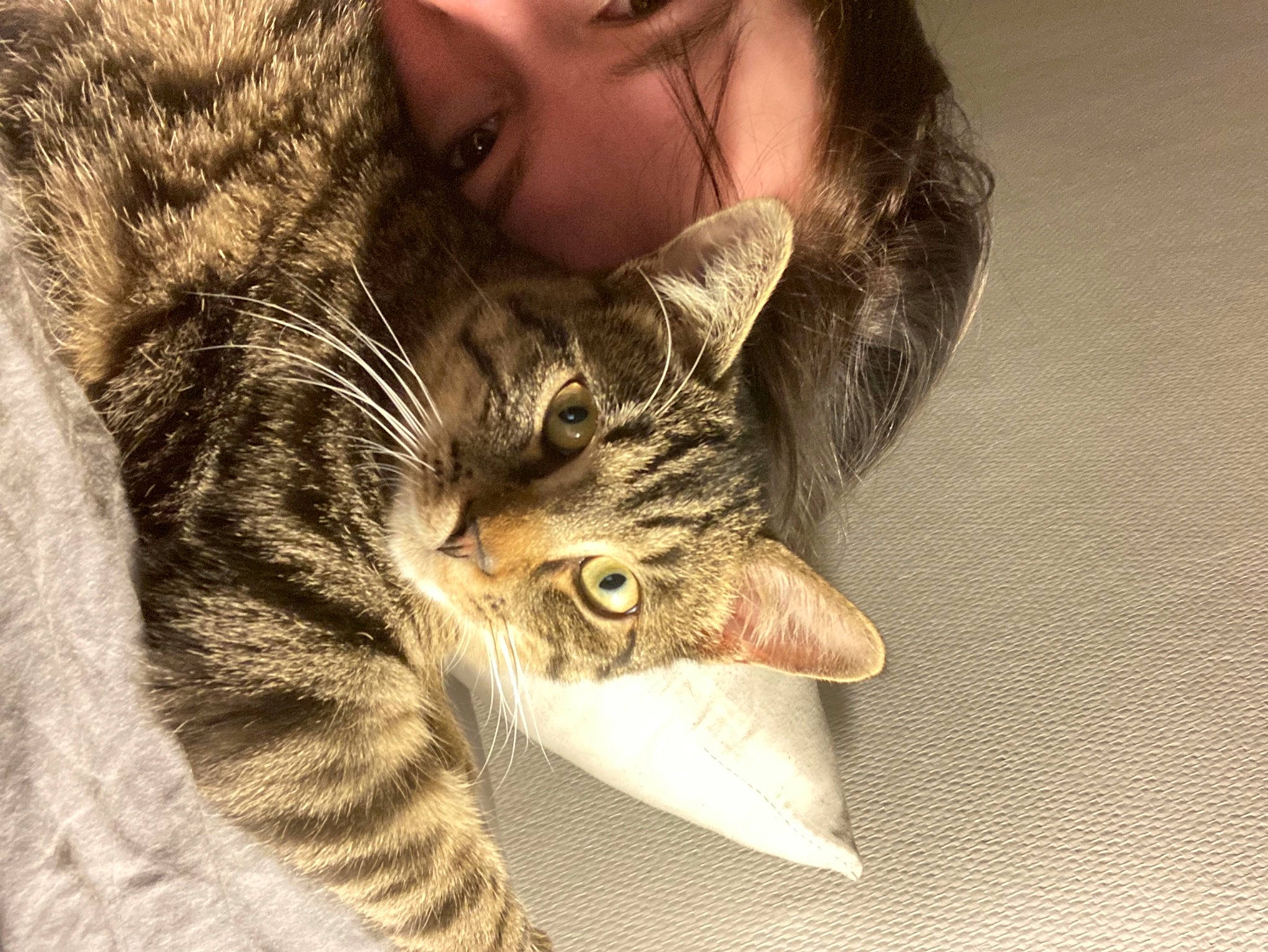 Monsieur Chat a rejoint le concours — aidez-le/la à gagner de superbes lots ! carnivore, cat, claw, comfort, domestic_short_haired_cat, ear, eyelash, facial_hair, felidae, fur, gesture, hug, nap, nose, paw, sleep, small_to_medium_sized_cats, snout, whiskers, wildlife