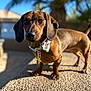 Bayleigh is registered to the contest to win money with this photo: dog, dachshund, bow_tie, pet, outdoor, sunlight, blurred_background, close_up, short_hair, brown_coat, small_dog, texture, curious, animal, portrait, nature, daylight, collar, fence, tree