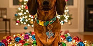 Bayleigh is registered to the contest to win money with this photo: dog, dachshund, christmas_tree, christmas_ornaments, holiday_lights, festive, decorations, indoor, pet, animal, brown_dog, collar, holiday_season, celebration, bokeh, warm_lighting, cute, front_view, floor, festive_mood