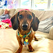 Bayleigh joined the competition — help win amazing prizes! dog, dachshund, pet, collar, indoor, couch, leather, person, blurred_background, christmas_decorations, window, living_room, fur, ears, paws, home, animal, domestic, cute, portrait