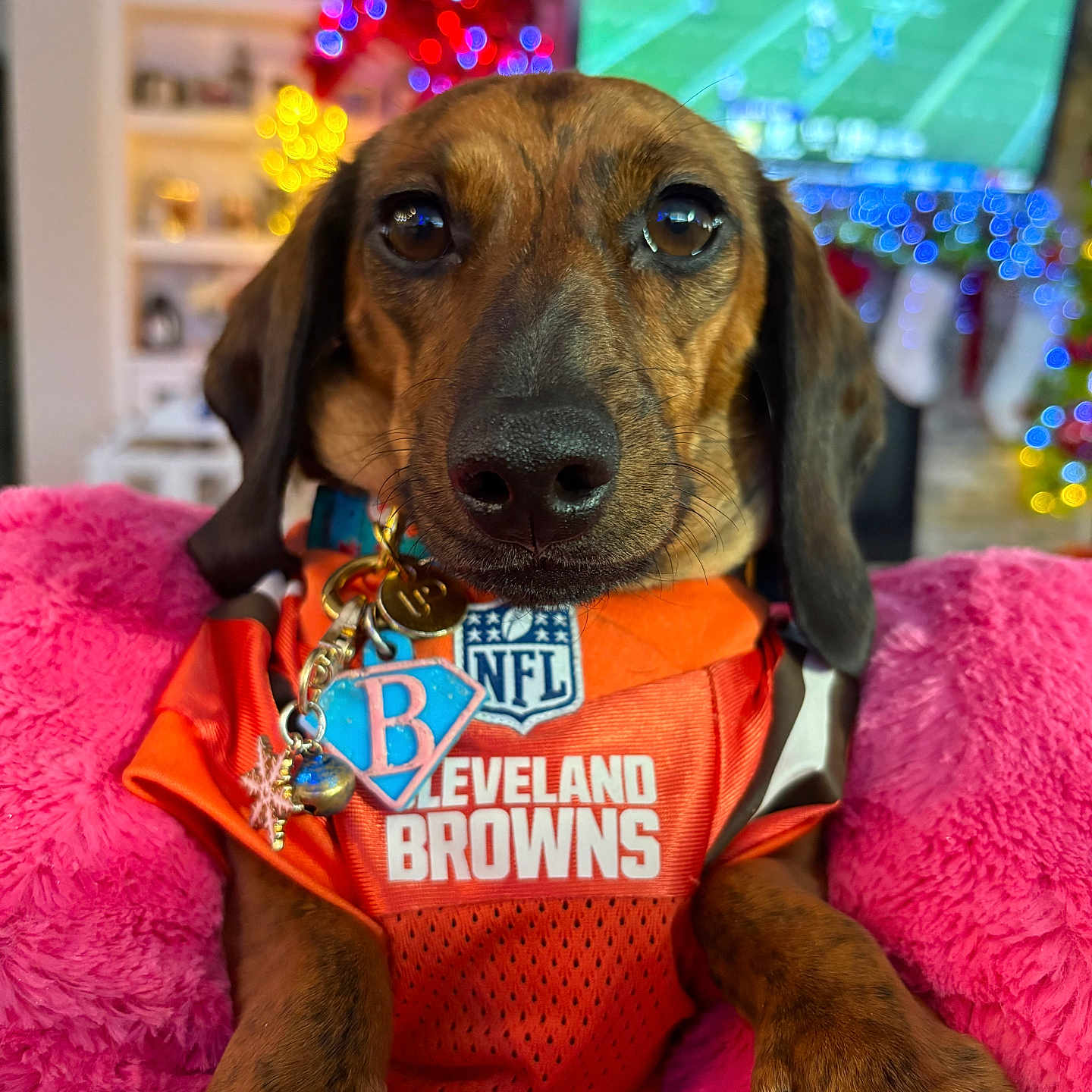 Bayleigh joined the competition — help win amazing prizes! animal, blanket, charm, cleveland_browns, close_up, clothing, collar, cozy, dachshund, dog, football, holiday_lights, home, indoor, nfl, pet, pink, portrait, sports_jersey, television