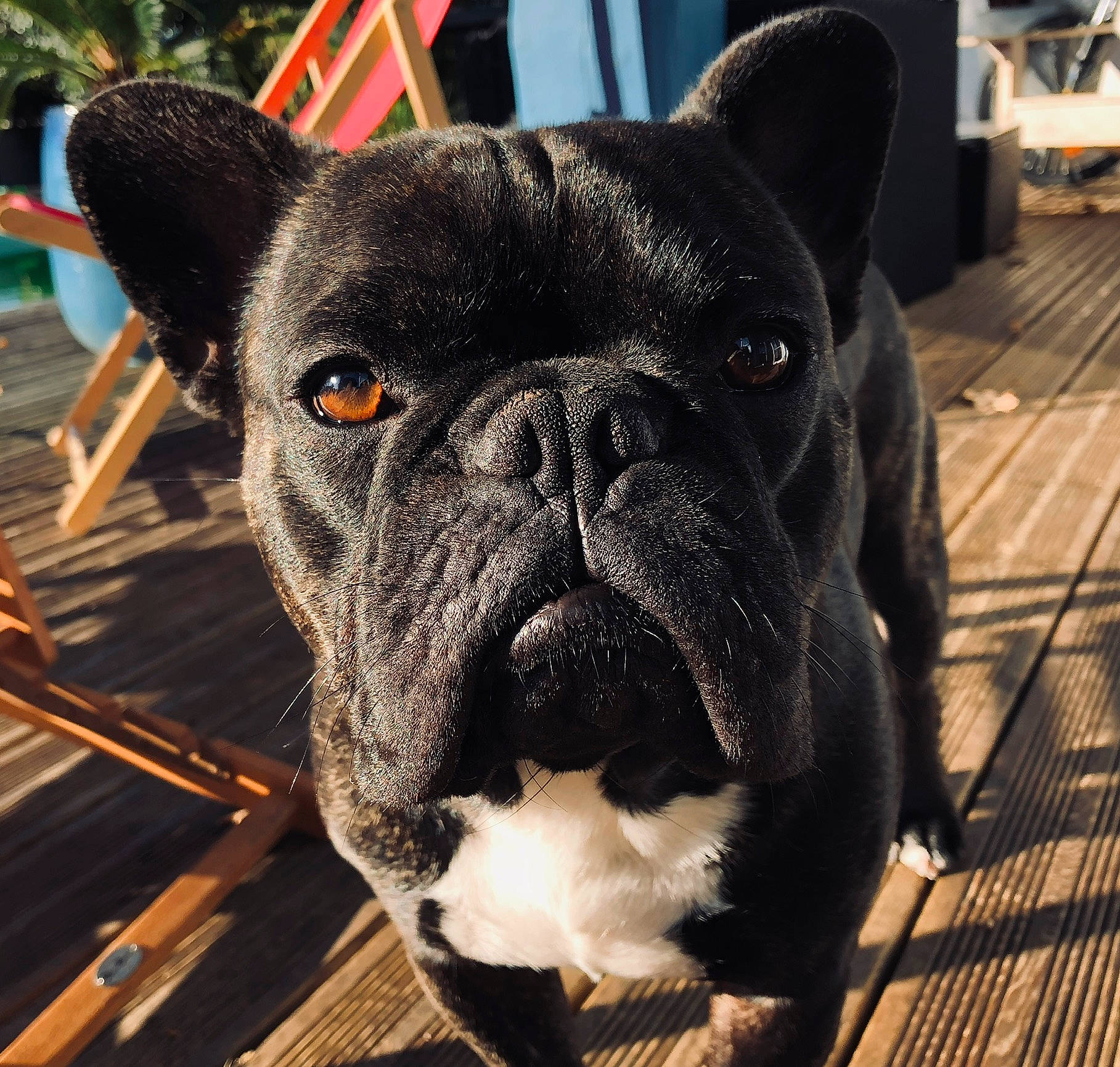 Marcus a rejoint le concours — aidez-le/la à gagner de superbes lots ! ancient_dog_breeds, canidae, carnivore, collar, companion_dog, dog, dog_breed, dog_collar, fawn, giant_dog_breed, guard_dog, molosser, non_sporting_group, plant, snout, sporting_group, whiskers, working_animal, working_dog, wrinkle