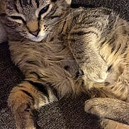 Jul participe au concours pour gagner de l'argent avec cette photo : cat, tabby, sleepy, feline, pet, fur, striped, closeup, resting, cozy, paw, whiskers, indoor, animal, cute, relaxed, soft, texture, comfort, laying