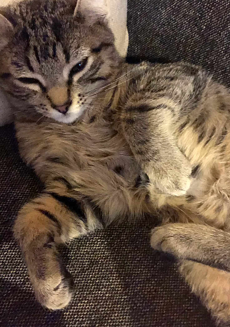 Jul participe au concours pour gagner de l'argent avec cette photo : cat, tabby, sleepy, feline, pet, fur, striped, closeup, resting, cozy, paw, whiskers, indoor, animal, cute, relaxed, soft, texture, comfort, laying