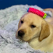 Marvin participe au concours pour gagner de l'argent avec cette photo : animal, blanket, chew_toy, closeup, cozy, cute, dog, domestic_animal, ears, fur, golden_retriever, head, indoor, nose, pet, puppy, resting, sleepy, soft, toy