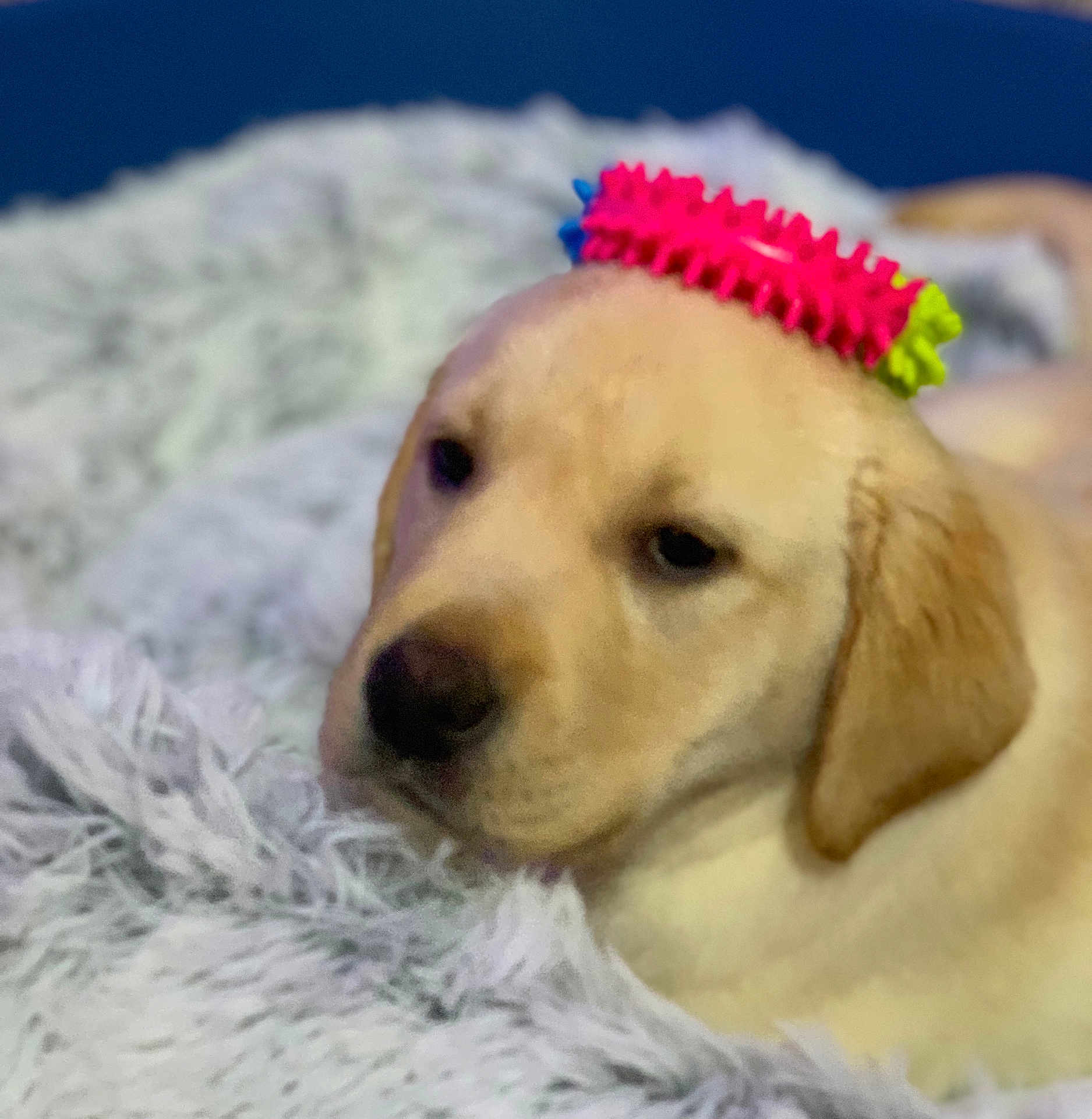 Marvin participe au concours pour gagner de l'argent avec cette photo : animal, blanket, chew_toy, closeup, cozy, cute, dog, domestic_animal, ears, fur, golden_retriever, head, indoor, nose, pet, puppy, resting, sleepy, soft, toy
