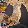 animal, black_clothing, cat, closeup, collar, furry, home, indoor, lap, lying_down, person, pet, pet_cage, relaxed, rodent, sleeping, stretching, striped_fur, tabby_cat, wood_floor