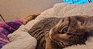 Yumi joined the competition — help win amazing prizes! animal, bed, blanket, cat, close_up, cozy, cute, eyes, fluffy, fur, home, indoor, lounging, pet, portrait, relaxed, sleeping, tabby_cat, whiskers, window
