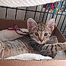 animal, animal_cage, blanket, cardboard_box, cat, close_up, cute, ears, eyes, face, fur, indoor, kitten, lying_down, pet, pet_bed, rope_toy, striped_fur, tabby, whiskers