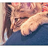 animal, cat, closeup, clothing, cozy, cuddling, fur, indoors, paws, person, pet, portrait, relaxed, shoulder, sleepy, snuggling, striped_fur, tabby_cat, warm_lighting, whiskers