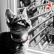 Yumi is registered to the contest to win money with this photo: animal, bird, black_and_white, cat, close_up, collar, curious, daylight, eyes, feline, glass, indoor, pet, photography, portrait, red_accents, reflection, whiskers, wildlife, window
