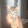 animal, blinds, cat, cute, ears, eyes, face, flash, fur, gray, hands, held, indoor, kitten, paws, pet, portrait, tabby, whiskers, window