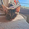 Yumi joined the competition — help win amazing prizes! animal, blanket, car, cat, close_up, ears, eyes, face, fur, indoor, pet, portrait, relaxed, sleepy, soft_texture, sunlight, tabby_cat, vehicle, whiskers, window