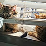 animal, blinds, cats, ears, feline, fur, indoor, paws, pets, portrait, relaxed, sleeping, sunbathing, sunlight, tabby, tail, two_cats, whiskers, window, windowsill