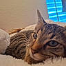 Yumi joined the competition — help win amazing prizes! animal, bed, blanket, blinds, cat, cats, cozy, cuddling, ears, eyes, face, feline, fur, indoors, pet, sleeping, striped, tabby, whiskers, window