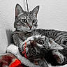 animal, black_and_white, blanket, cat, cats, close_up, cozy, cuddling, ears, eyes, feline, indoors, kitten, lying_down, pet, portrait, red_accent, tabby, upside_down, whiskers