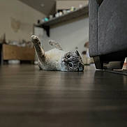 Boba joined the competition — help win amazing prizes! cat, indoor, floor, wooden_floor, furniture, curious, pet, animal, lying_down, cozy, home, blurred_background, domestic_cat, cute, whiskers, ears, eyes, relaxed, mammal, playful