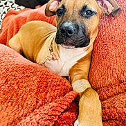 Queenie joined the competition — help win amazing prizes! animal, blanket, brown_fur, canine, close_up, comfort, couch, dog, ears, face, fur, indoor, orange_blanket, paw, pet, portrait, relaxed, resting, stitched_scar, white_fur