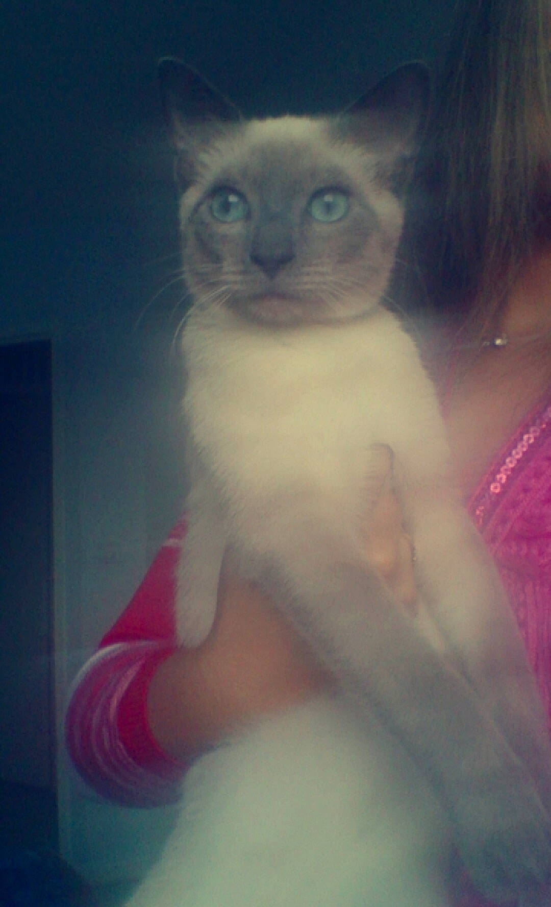 Peter Pan participe au concours pour gagner de l'argent avec cette photo : carnivore, cat, chest, electric_blue, eye, eyelash, fawn, felidae, flesh, fur, magenta, painting, small_to_medium_sized_cats, snout, tail, trunk, visual_arts, whiskers