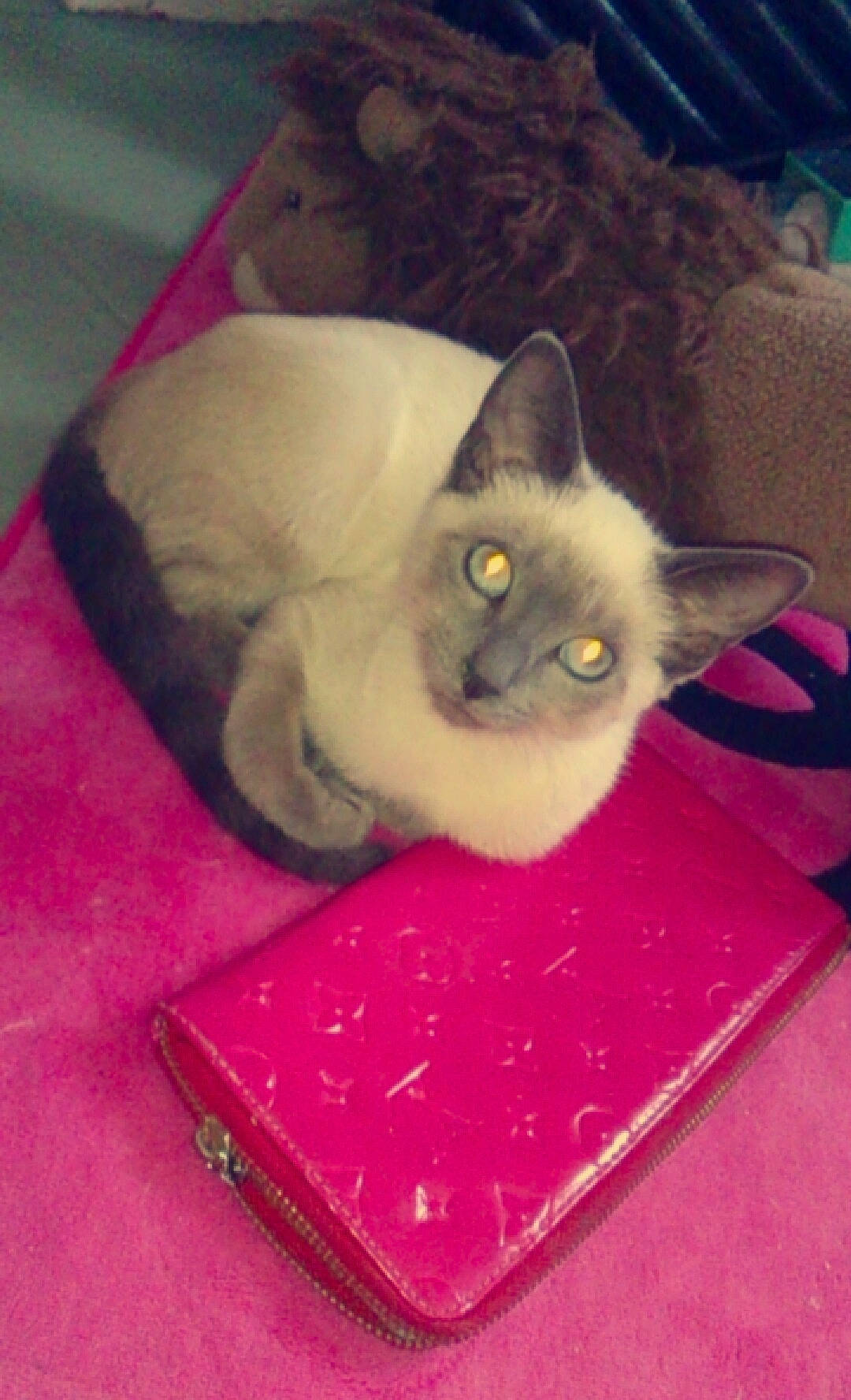 Peter Pan a rejoint le concours — aidez-le/la à gagner de superbes lots ! balinese, birman, box, carnivore, cat, cat_supply, comfort, domestic_short_haired_cat, fawn, felidae, fur, magenta, siamese, small_to_medium_sized_cats, whiskers