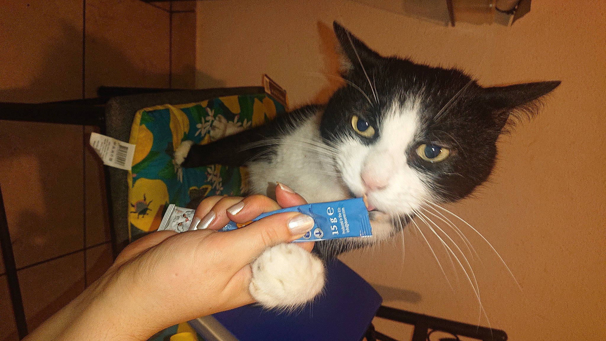 Meugui a rejoint le concours — aidez-le/la à gagner de superbes lots ! box, carnivore, cat, comfort, domestic_short_haired_cat, drinking, electric_blue, felidae, fur, gesture, lap, nail, paw, plant, small_to_medium_sized_cats, tail, thumb, whiskers, wrist