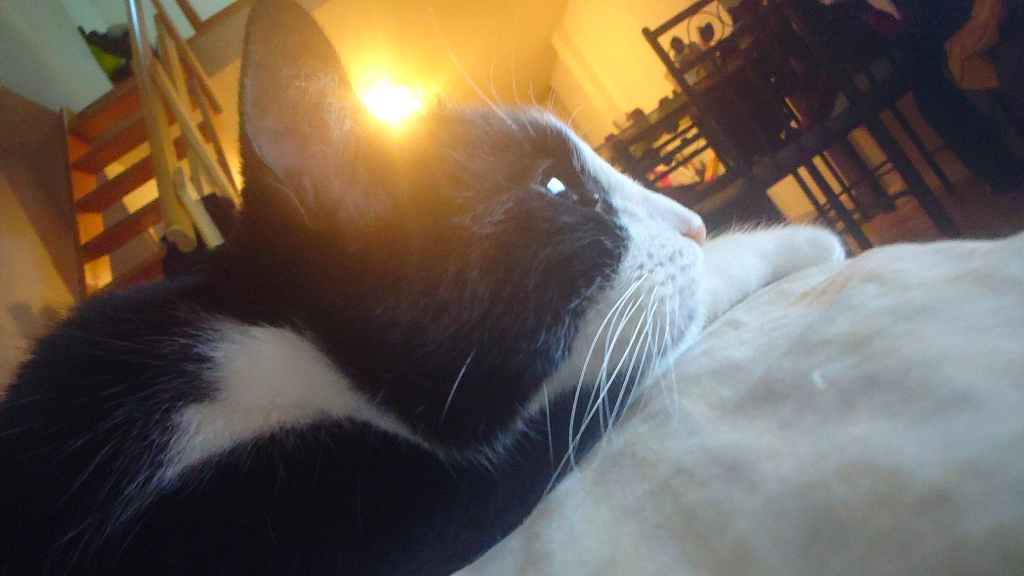 Meugui participe au concours pour gagner de l'argent avec cette photo : carnivore, cat, claw, comfort, domestic_short_haired_cat, felidae, flooring, fur, hardwood, light, mammal, paw, small_to_medium_sized_cats, snout, tail, terrestrial_animal, vertebrate, whiskers, window, wood