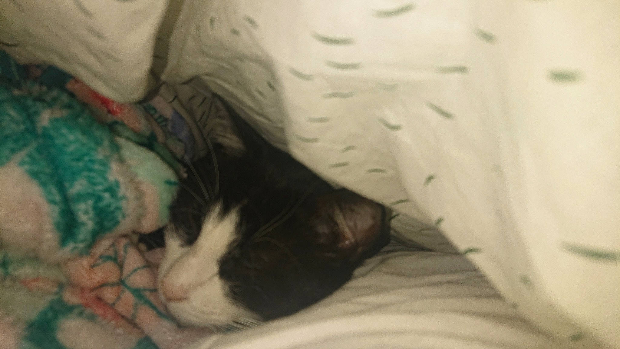 Meugui participe au concours pour gagner de l'argent avec cette photo : bed, bedding, carnivore, cat, comfort, domestic_short_haired_cat, felidae, fur, grey, human_leg, linens, nap, pattern, paw, small_to_medium_sized_cats, snout, tail, textile, vertebrate, whiskers