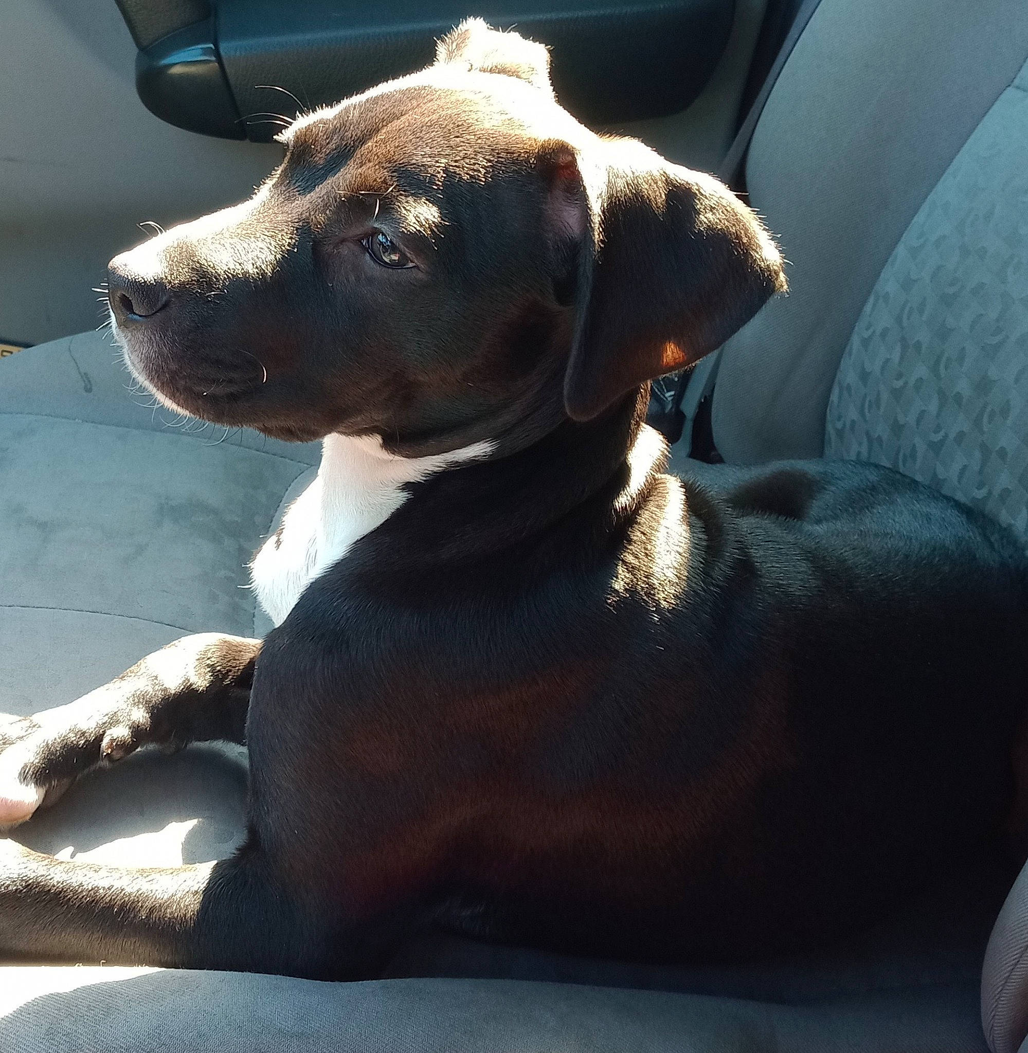 Gypsy is registered to the contest to win money with this photo: automotive_mirror, canidae, car, car_seat, carnivore, collar, comfort, companion_dog, dog, dog_breed, dog_collar, fawn, liver, pet_supply, snout, sporting_group, vehicle, vehicle_door, whiskers, working_animal