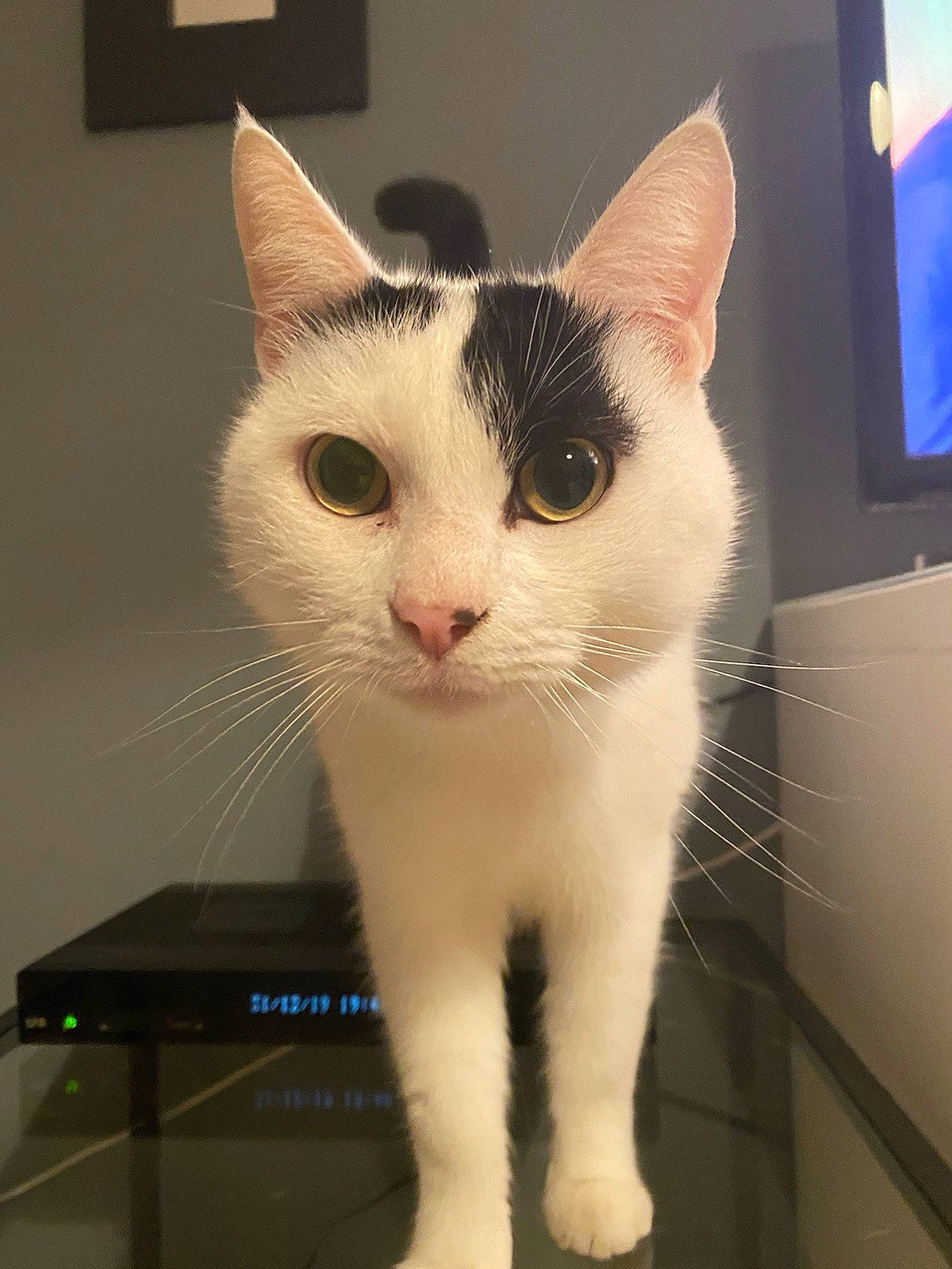 Leechee a rejoint le concours — aidez-le/la à gagner de superbes lots ! aegean_cat, carnivore, cat, domestic_short_haired_cat, ear, european_shorthair, eye, felidae, fur, japanese_bobtail, khao_manee, kitten, mammal, small_to_medium_sized_cats, turkish_angora, turkish_van, whiskers